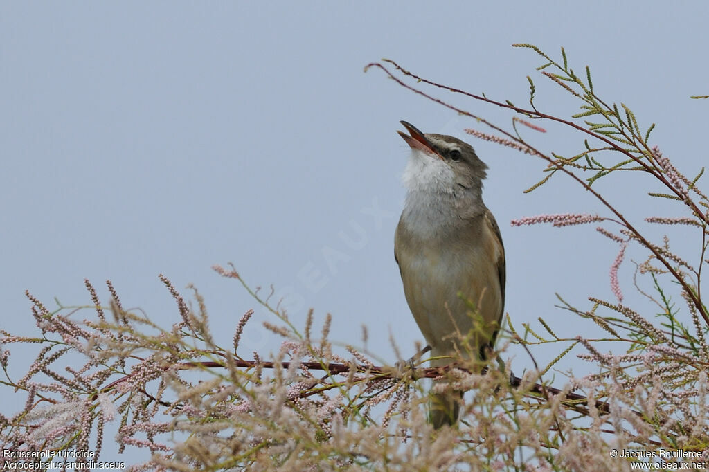 Great Reed Warbleradult, song