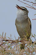 Great Reed Warbler