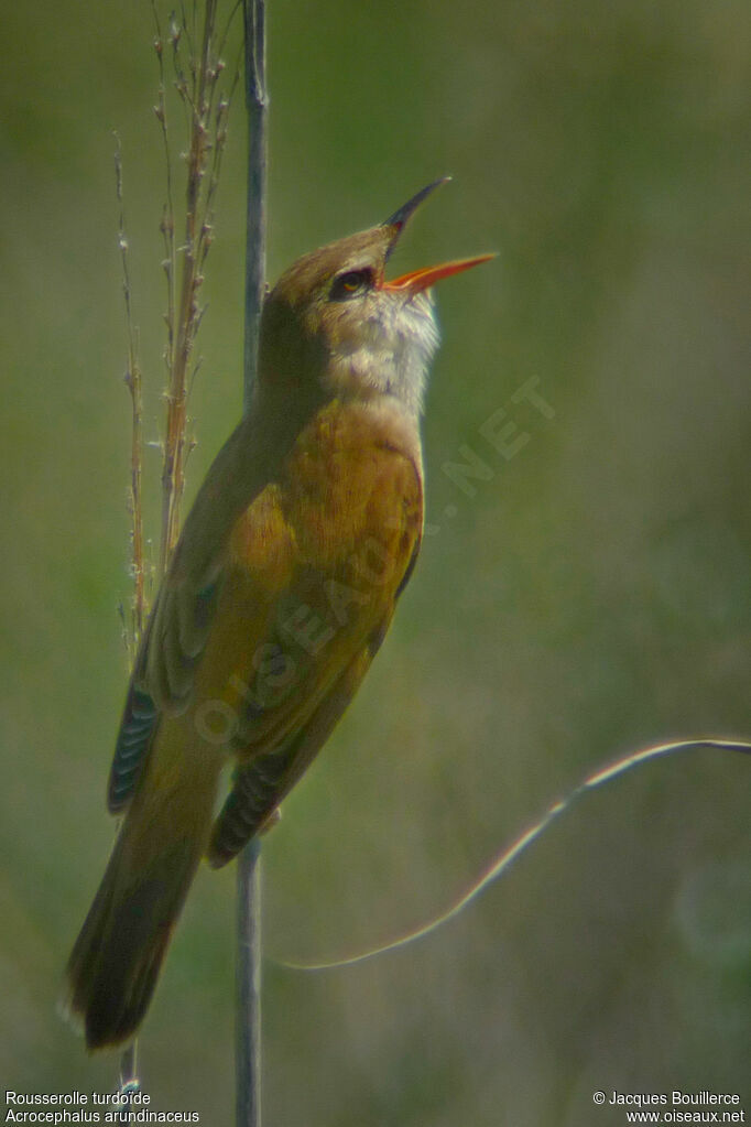 Great Reed Warbleradult, song