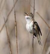 Great Reed Warbler