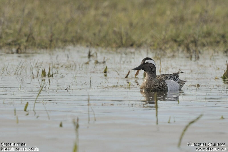 Garganey