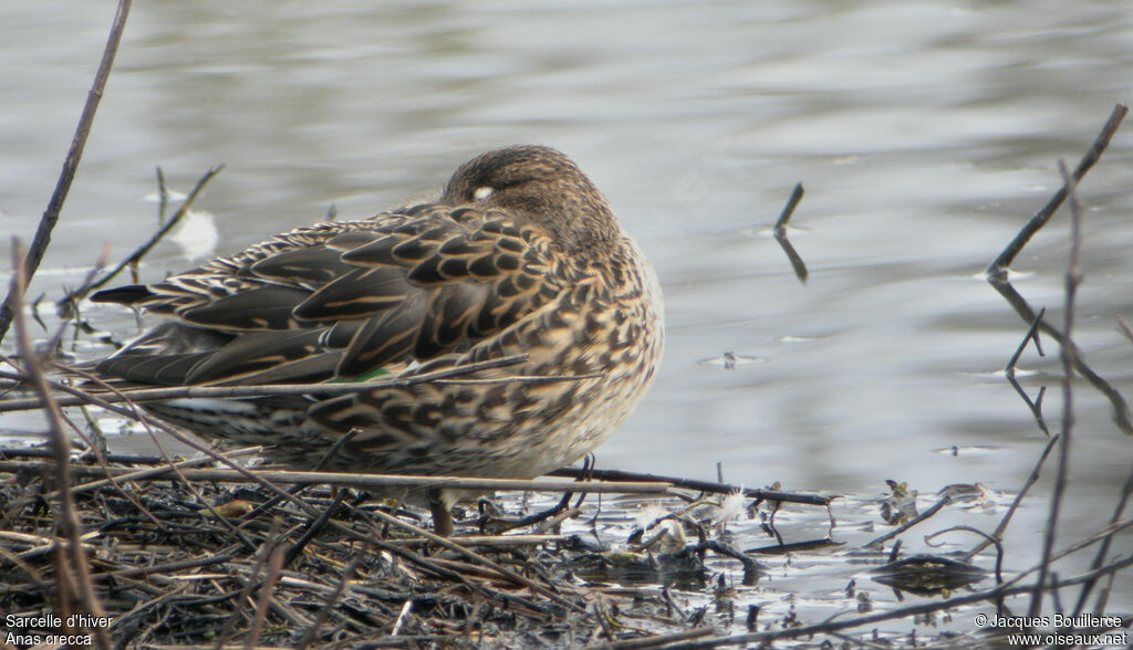 Eurasian Teal female adult