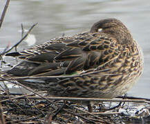 Eurasian Teal