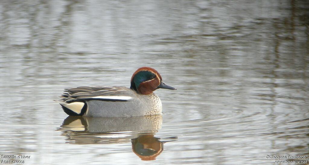 Eurasian Teal male adult, identification