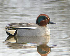 Eurasian Teal