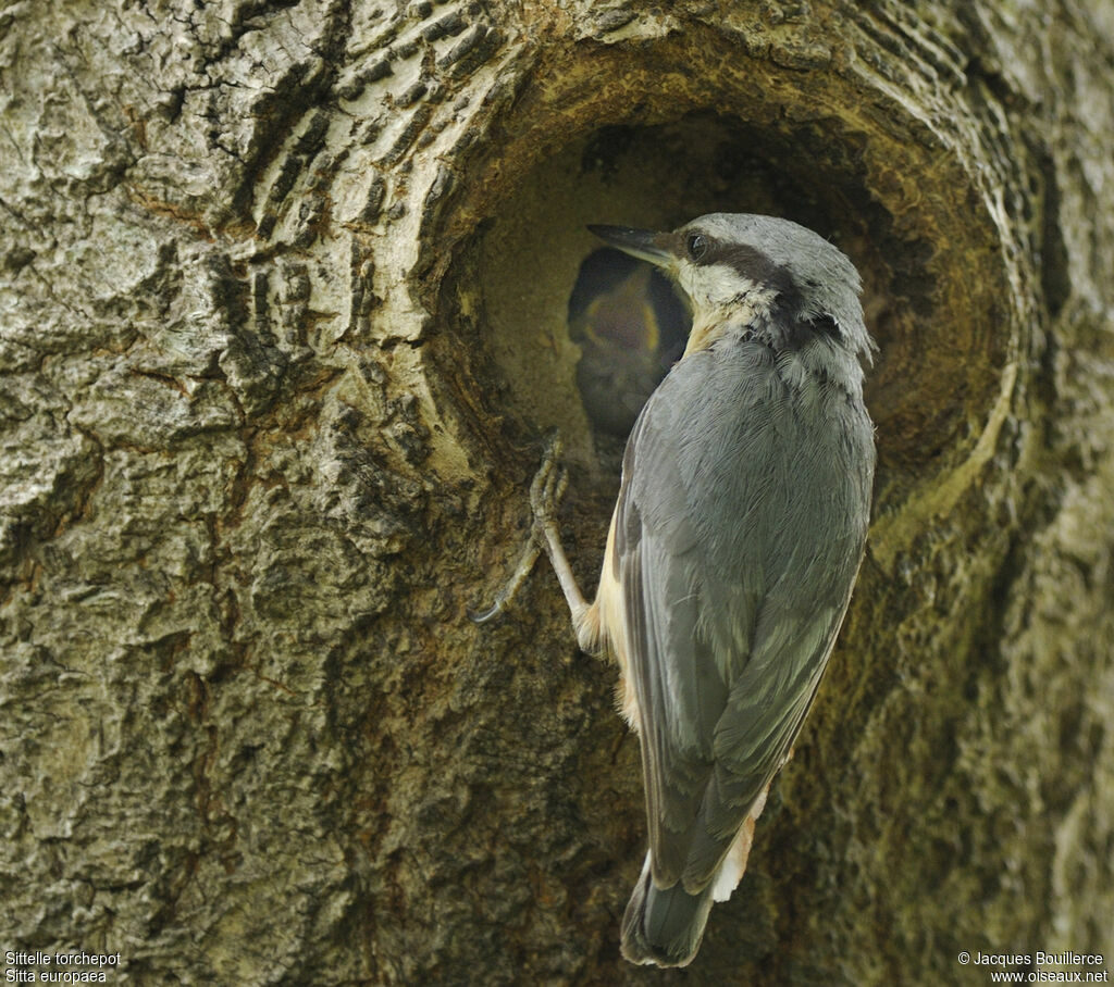 Eurasian Nuthatch