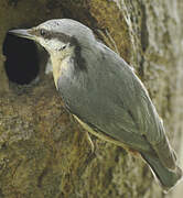 Eurasian Nuthatch