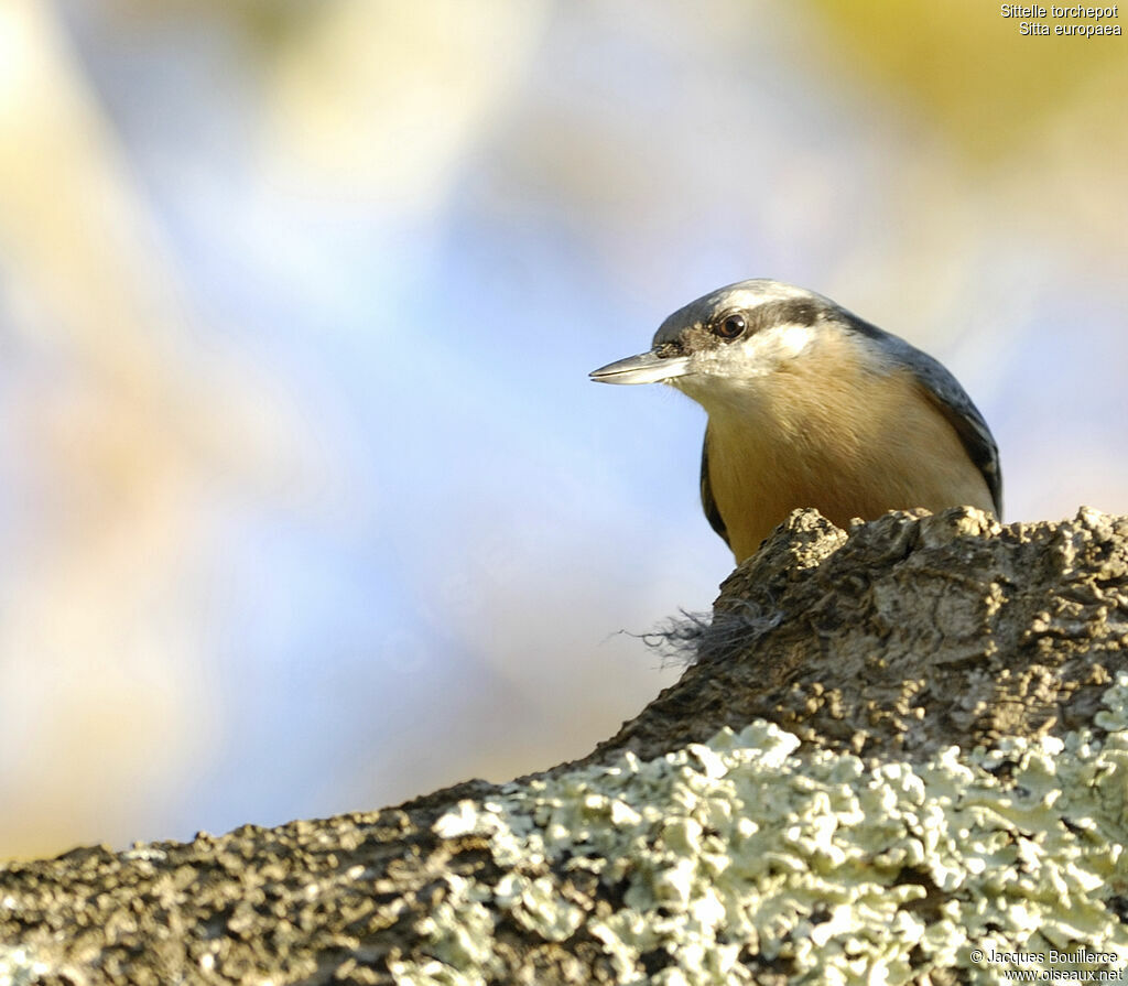 Eurasian Nuthatch