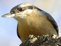 Eurasian Nuthatch