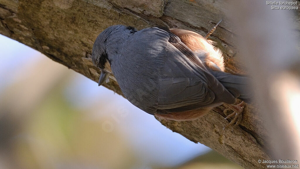 Eurasian Nuthatch