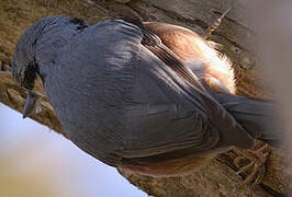 Eurasian Nuthatch