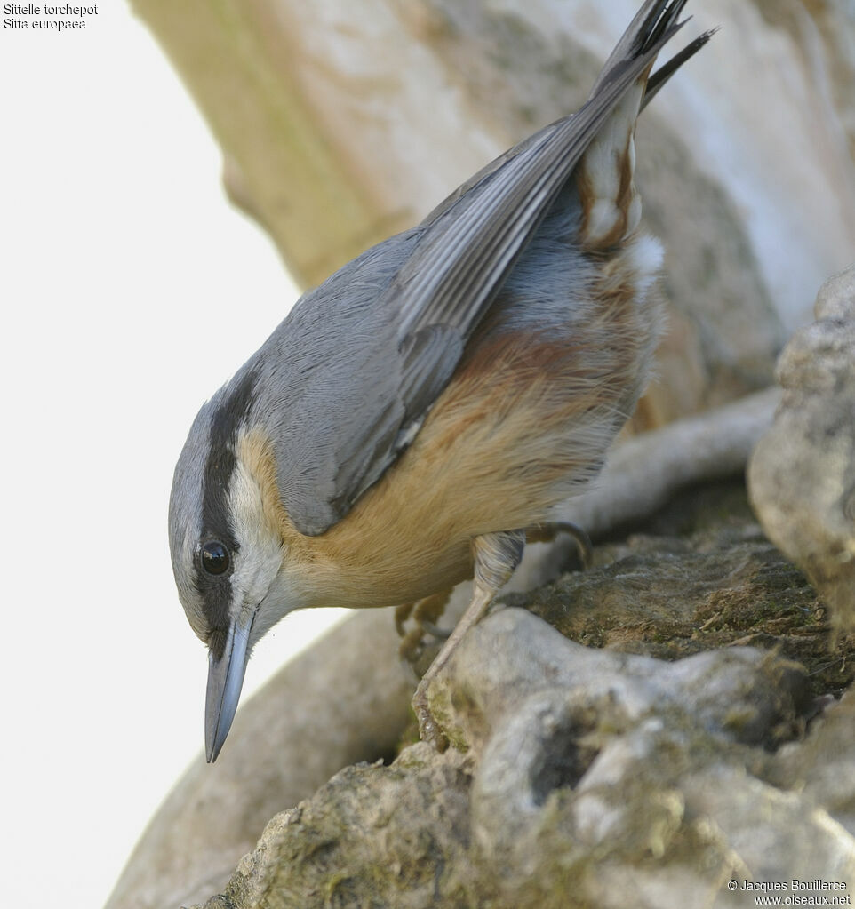 Eurasian Nuthatch