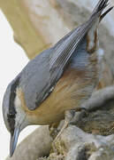 Eurasian Nuthatch