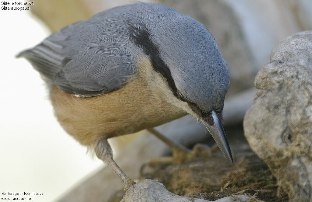 Eurasian Nuthatch