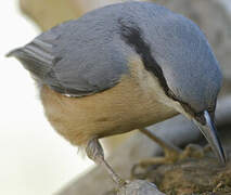 Eurasian Nuthatch