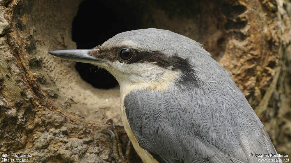 Eurasian Nuthatchadult