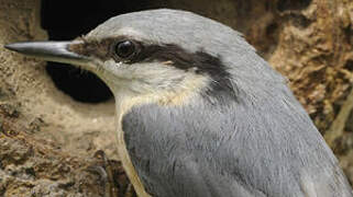 Eurasian Nuthatch