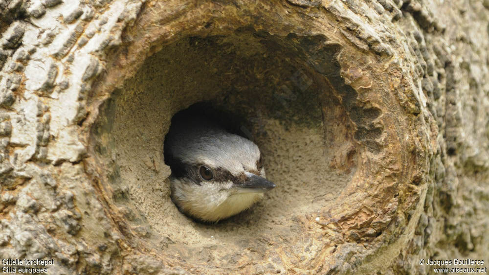 Eurasian Nuthatchadult