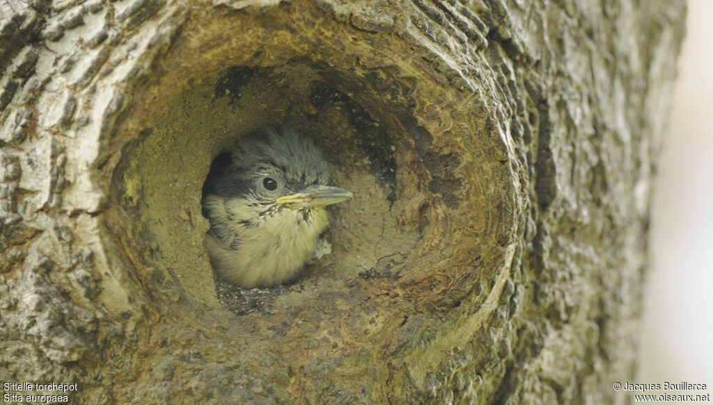 Eurasian NuthatchFirst year