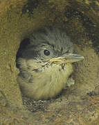 Eurasian Nuthatch