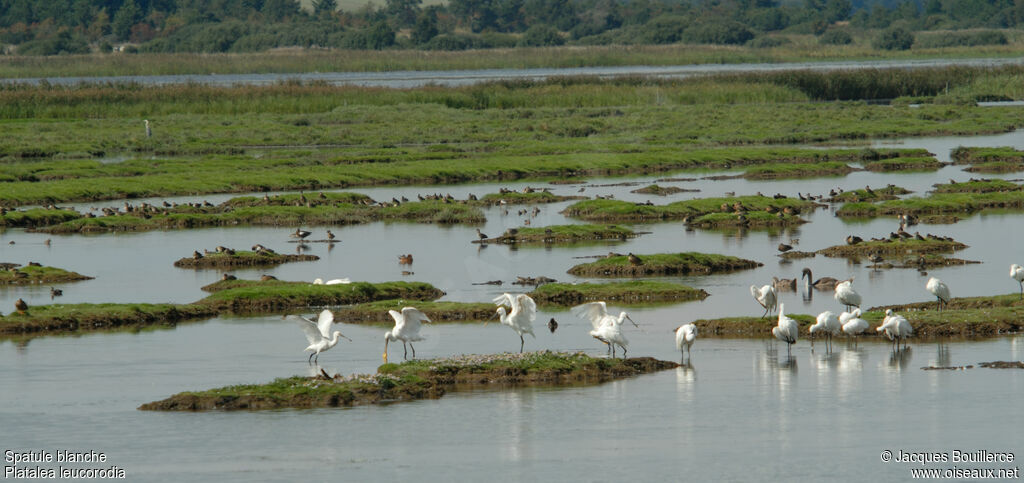 Eurasian Spoonbill