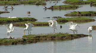 Eurasian Spoonbill