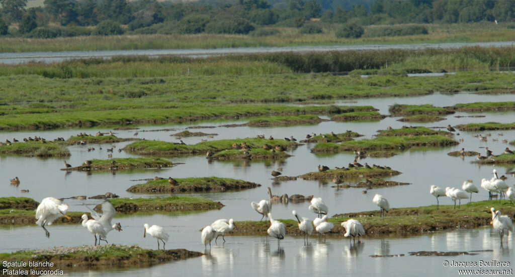 Eurasian Spoonbill