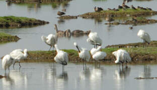 Eurasian Spoonbill