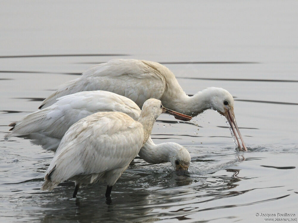 Eurasian Spoonbill