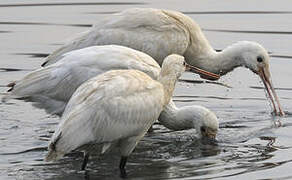 Eurasian Spoonbill