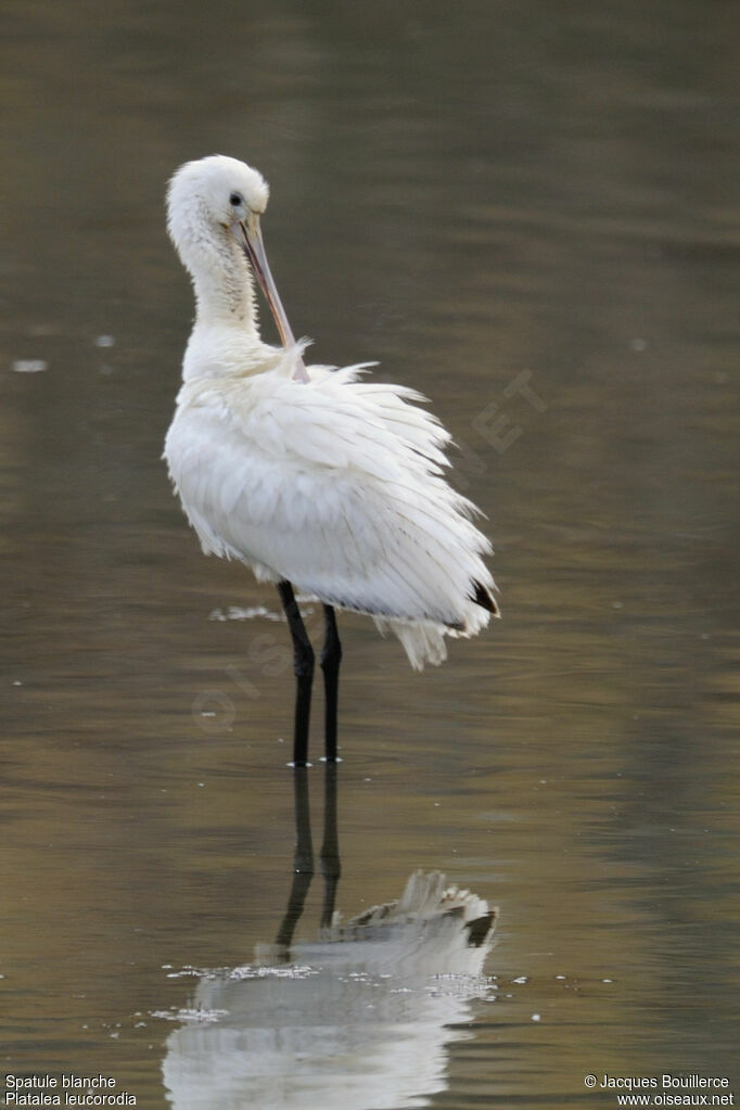 Eurasian Spoonbill