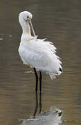 Eurasian Spoonbill