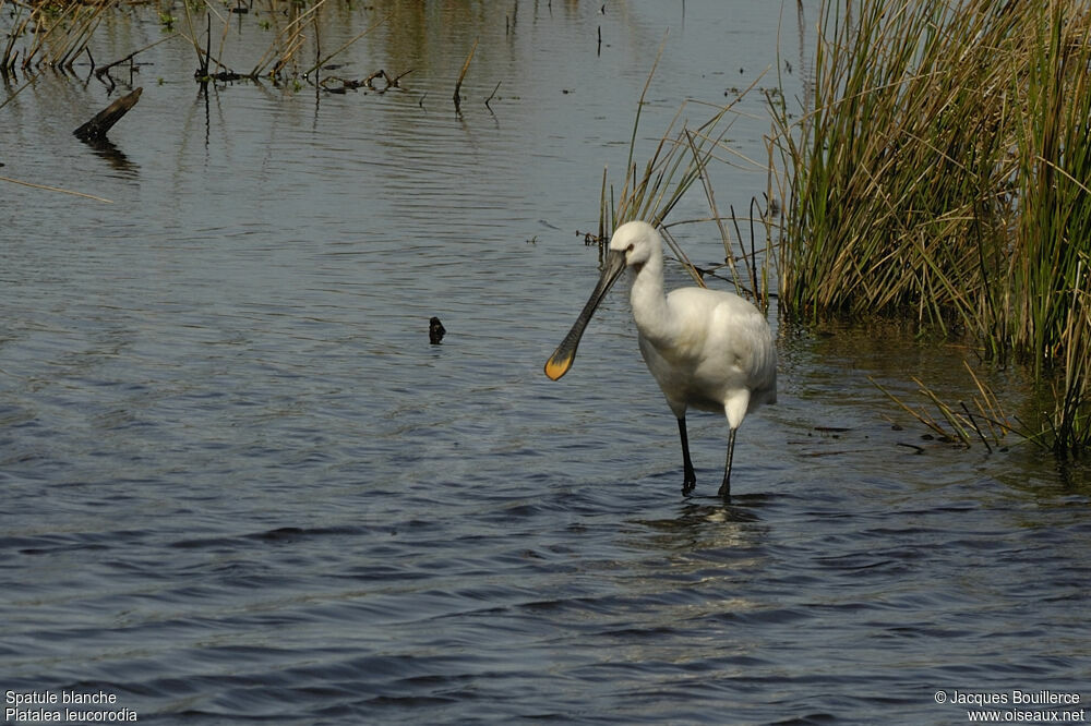 Eurasian Spoonbilladult