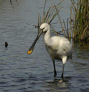 Eurasian Spoonbill