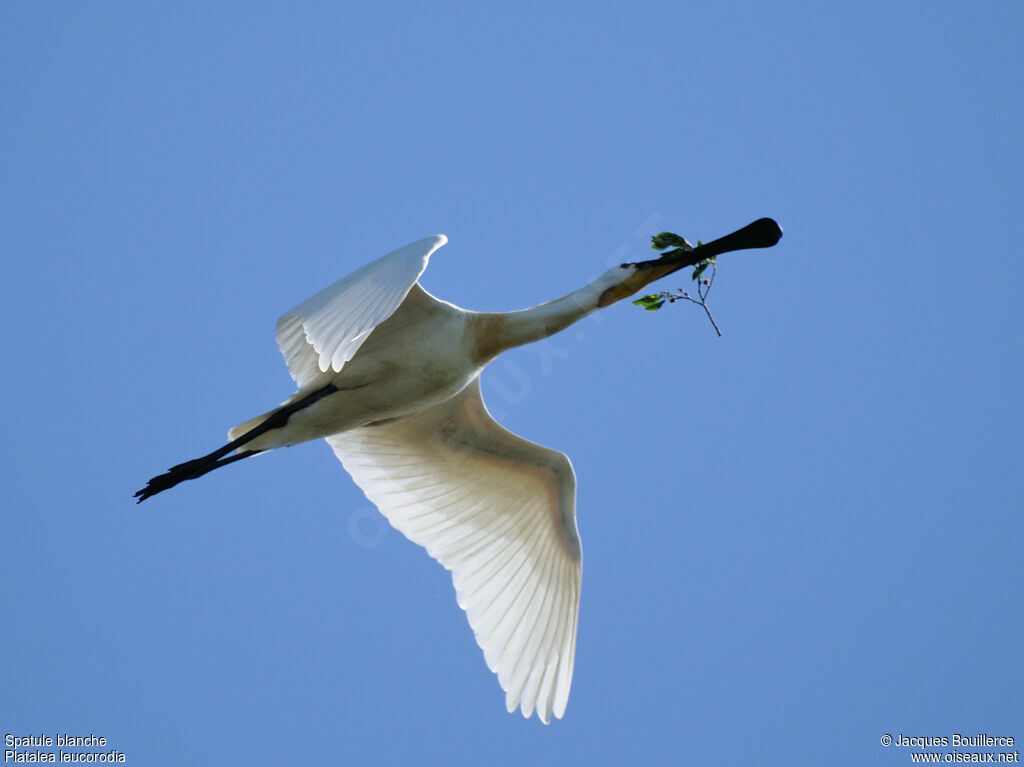 Eurasian Spoonbilladult, Reproduction-nesting