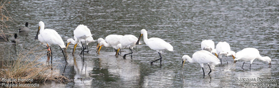 Eurasian Spoonbill