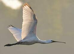 Eurasian Spoonbill