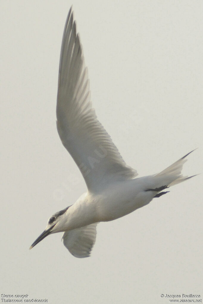 Sandwich Tern