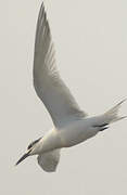 Sandwich Tern