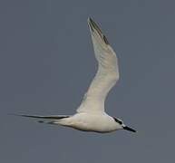 Sandwich Tern