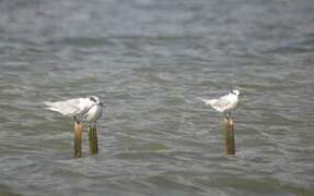 Sandwich Tern