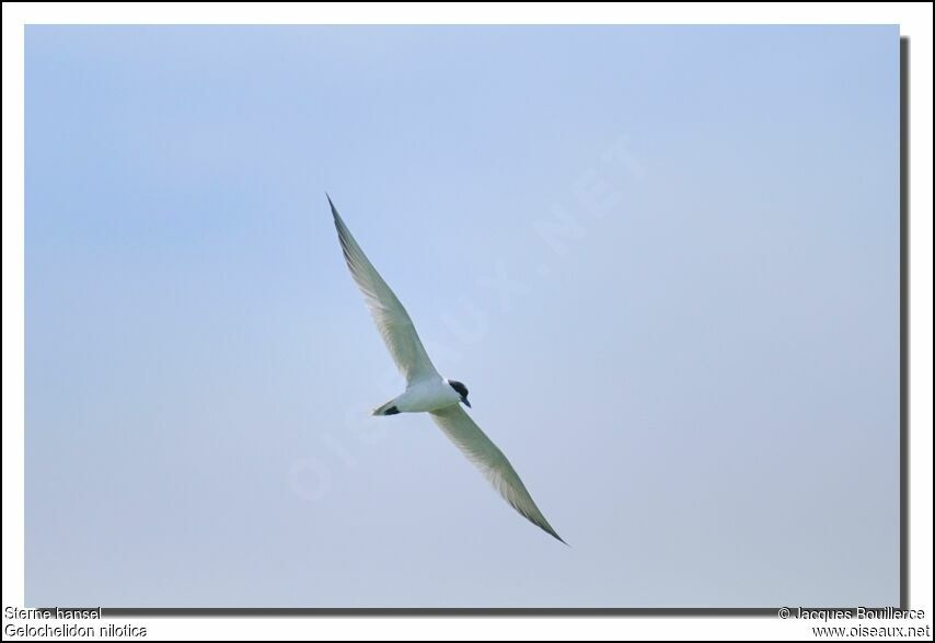 Gull-billed Ternadult