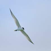 Gull-billed Tern