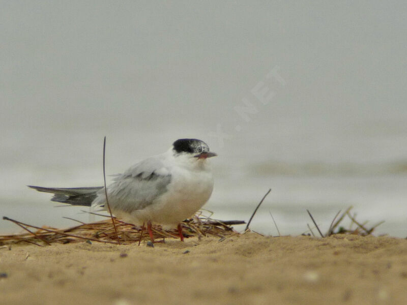 Common Tern