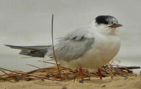 Common Tern