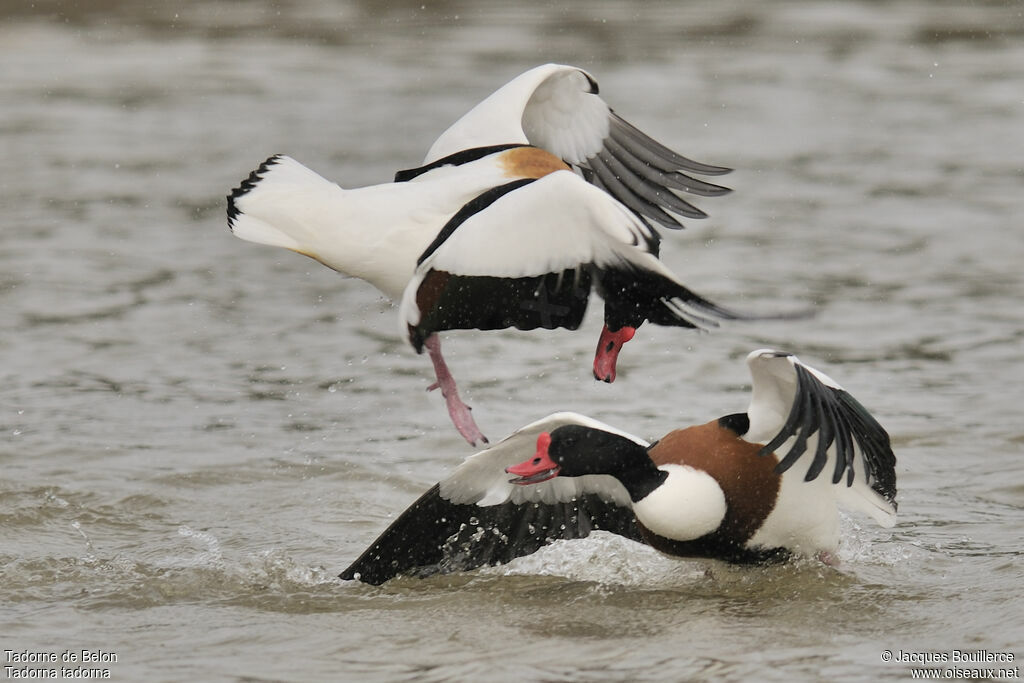 Common Shelduck male adult, Behaviour