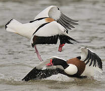 Common Shelduck