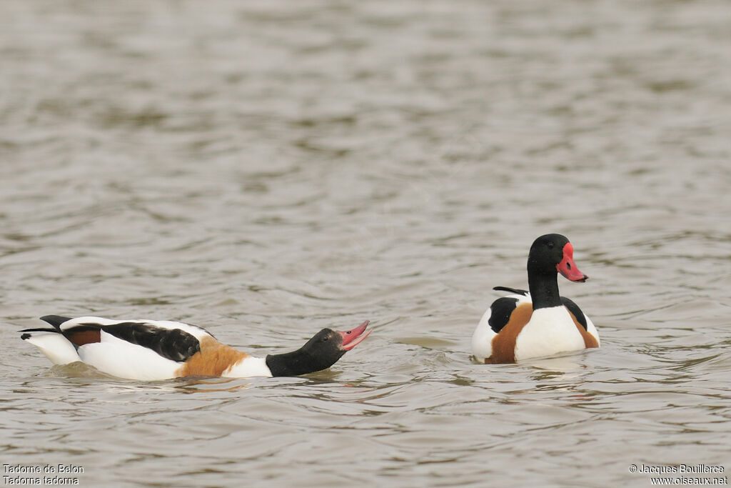 Common Shelduck adult, Behaviour