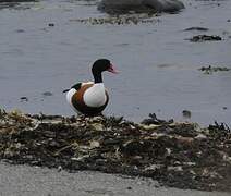 Common Shelduck