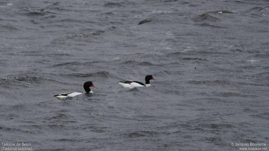 Common Shelduck